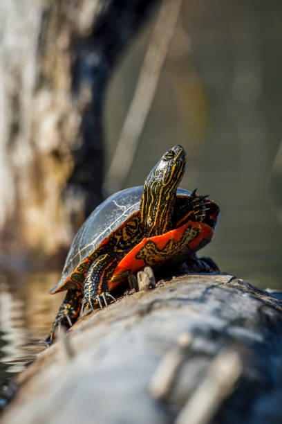 tortuga pintada americana tomando el sol. - emídidos fotos fotografías e imágenes de stock