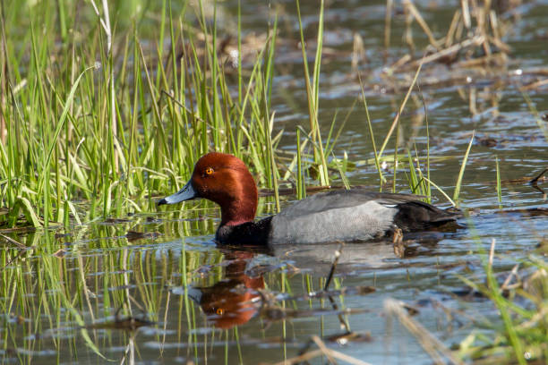 istock Red headed duck in wetlands. 978118562