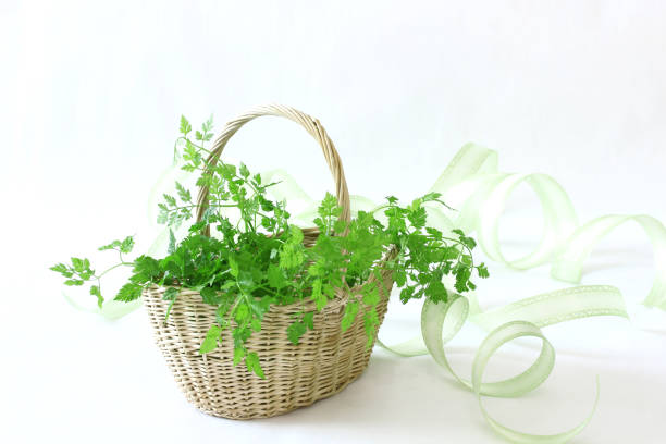 vert bouquet de cerfeuil - chervil healthy eating healthy lifestyle studio shot photos et images de collection