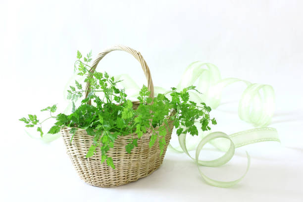 vert bouquet de cerfeuil - chervil healthy eating healthy lifestyle studio shot photos et images de collection