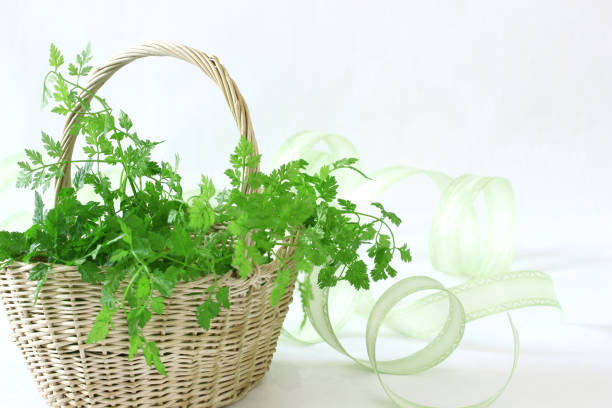 bouquet verde de cerefólio - chervil healthy eating healthy lifestyle studio shot - fotografias e filmes do acervo