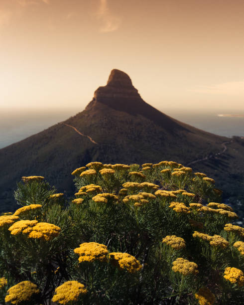 Lions Head in Cape Town Lions Head in Cape Town lions head mountain stock pictures, royalty-free photos & images