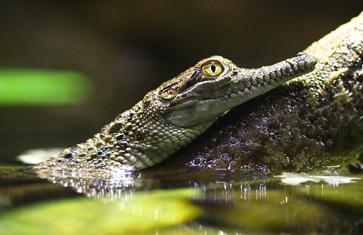 A baby Australian freshwater crocodile (Crocodylus johnstoni) partially submerged in a pond.