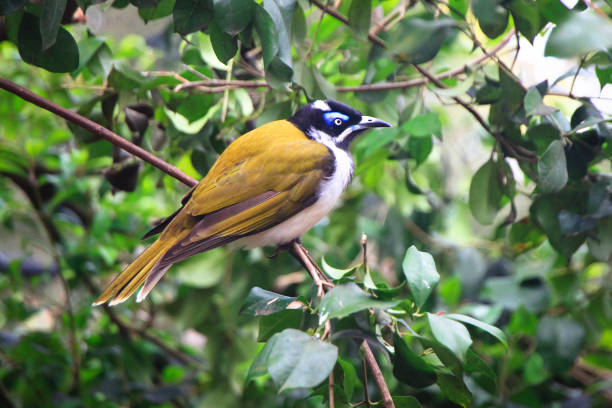 성인 블루 직면 honeyeater - honeyeater 뉴스 사진 이미지