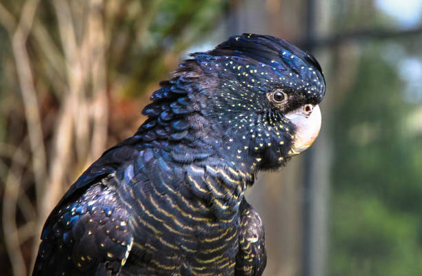 istock Adult Red-tailed Black Cockatoo 978142168