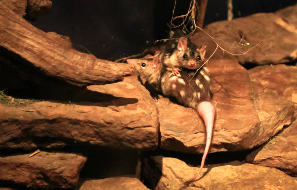 A Pair of Eastern Quolls A pair of eastern quolls (Dasyurus viverrinus) in a rocky habitat at night, Victoria, Australia. spotted quoll stock pictures, royalty-free photos & images