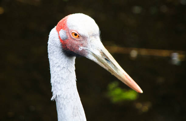 istock An Adult Brolga 978142260