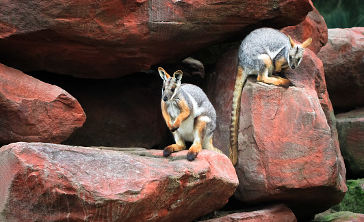 A pair of yellow-footed rock-wallabies (Petrogale xanthopus) among colorful boulders in New South Wales, Australia.