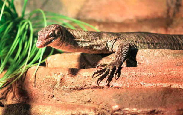 Mertens' Water Monitor