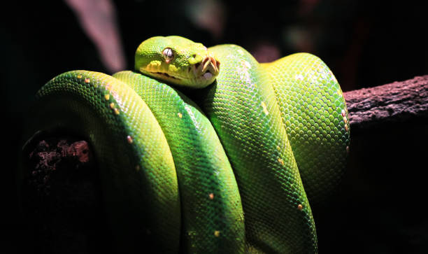 Green Tree Python Pits 160+ Python Pits Stock Photos, Pictures & Royalty-Free Images - iStock