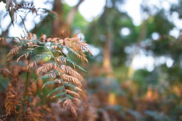 A bracken fern begins to brown as it dies in the Greens Bush area of the Mornington Peninsula, Victoria, Australia.