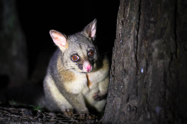 un oposum común de brushtail - opossum australia marsupial tree fotografías e imágenes de stock