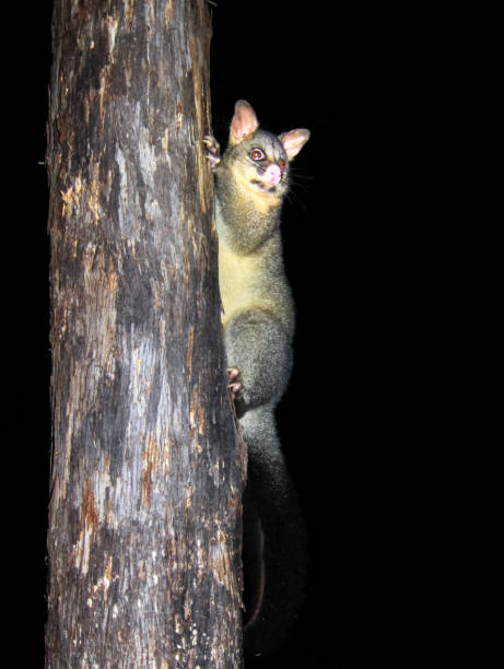 un oposum común de brushtail - opossum australia marsupial tree fotografías e imágenes de stock