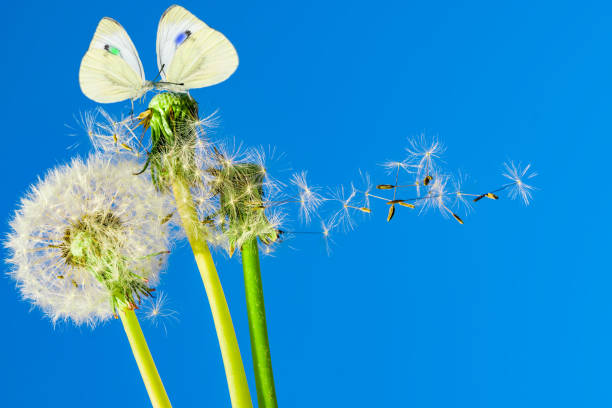 istock Dandelion head with ripe seeds 978171150