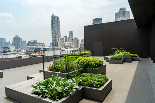 Rooftop herb garden in central Bangkok. More and more buildings include gardens in their design