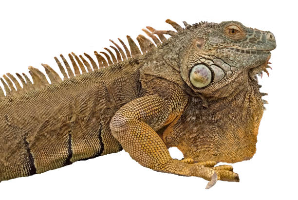 istock Close up of iguana 978175718