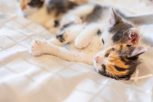 istock Little funny kitten at home. 978178802