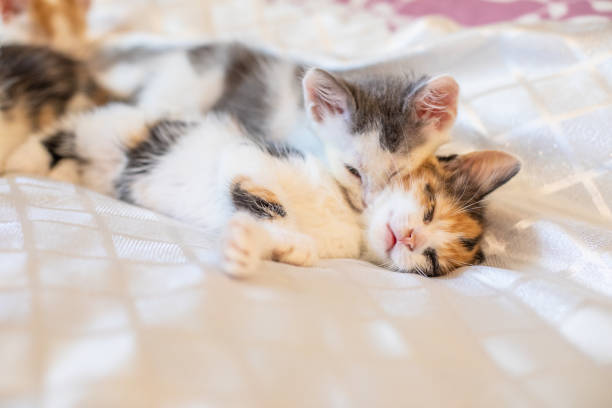istock Little funny kitten at home. 978178818