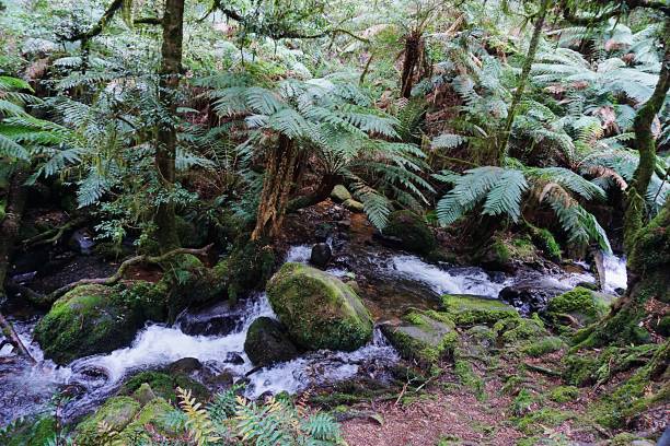 istock Rainforest in the Outback of Australia 978190386