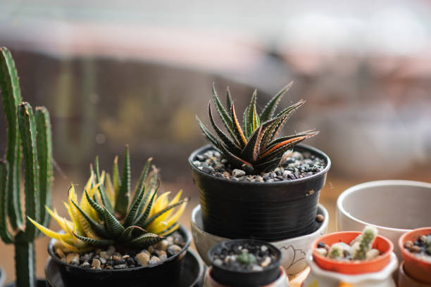istock cactus in the pot on the table 978196042