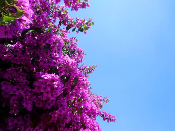 istock Baugainvillea  flowers and blue sky 978202972