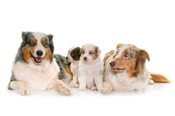 istock adult and puppies australian shepherd 978203876