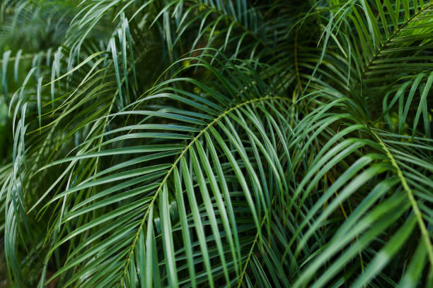 istock Palm green big foliage background photo 978210404