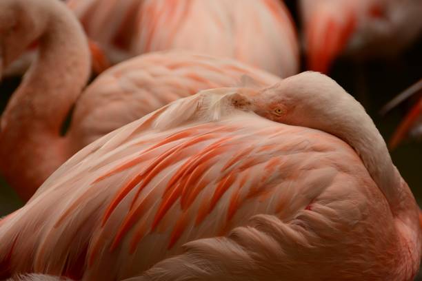 istock Greater flamingo infront of a flock. 978210522