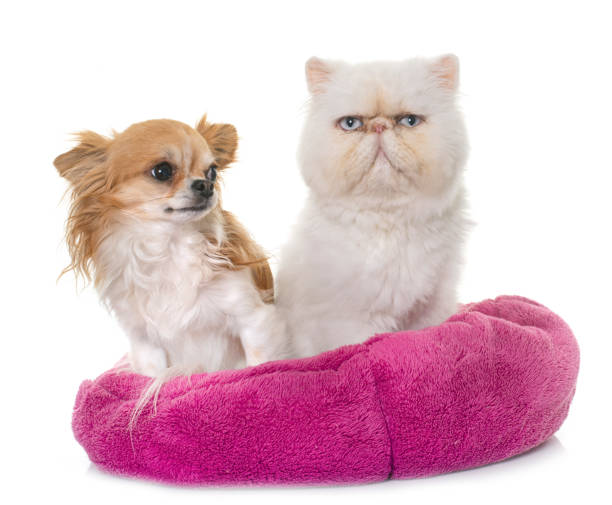 istock white persian cat and chihuahua 978215730