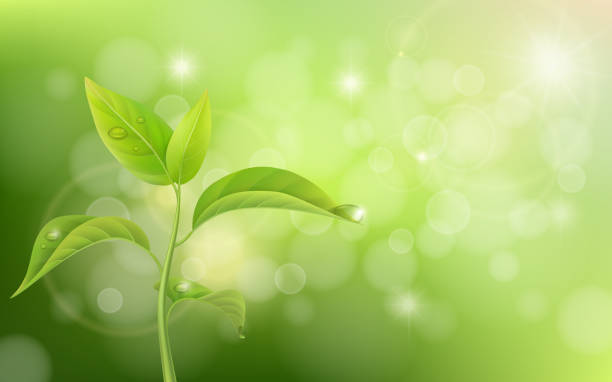 Growing sprout on green background Growing sprout on green background with effect bokeh and glare. optimism background stock illustrations