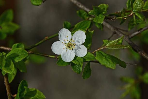 istock small white cherry blossom on a branch with green leaves 978227420