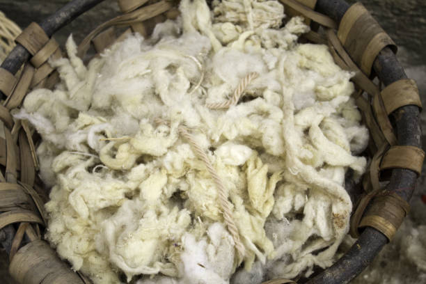virgin sheep wool - fleece coat imagens e fotografias de stock