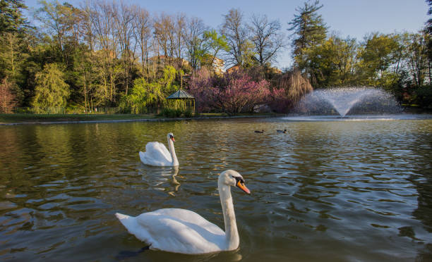 GENOA, ITALY, APRIL 19, 2018 - Villa Serra di Comago park, Genoa (Genova), Italy. GENOA, ITALY, APRIL 19, 2018 - Villa Serra di Comago park, Genoa (Genova), Italy. pond fountains stock pictures, royalty-free photos & images