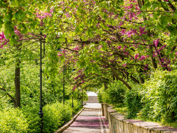 istock Green alley in spring park 978245390