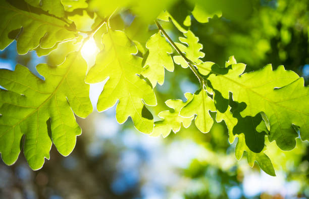 primavera o verano naturaleza con follaje verde de roble - hoja de roble fotografías e imágenes de stock