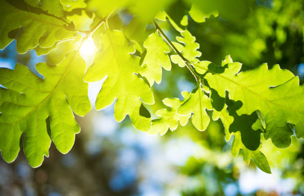 春または夏緑のオークの葉、自然の背景 - oak tree ストックフォトと画像