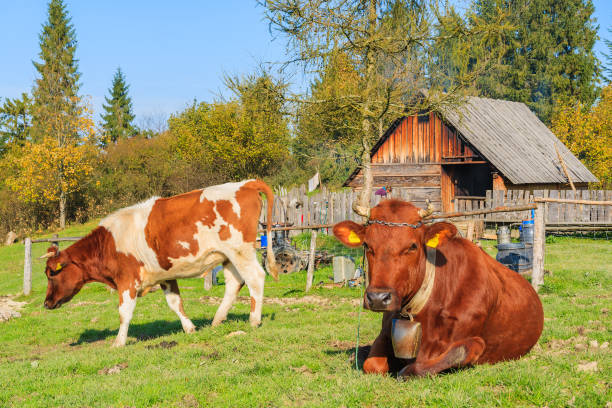 Brown cows on green field in autumn season in Pieniny Mountains near Szczawnica, Poland The Pieniny is a mountain range in the south of Poland and the north of Slovakia. szczawnica stock pictures, royalty-free photos & images
