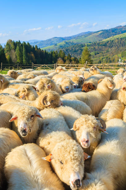 Mountain sheep in holding pen on sunny day, Pieniny Mountains, Poland The Pieniny is a mountain range in the south of Poland and the north of Slovakia. szczawnica stock pictures, royalty-free photos & images