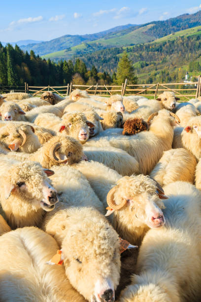 Mountain sheep in holding pen on sunny day, Pieniny Mountains, Poland The Pieniny is a mountain range in the south of Poland and the north of Slovakia. szczawnica stock pictures, royalty-free photos & images