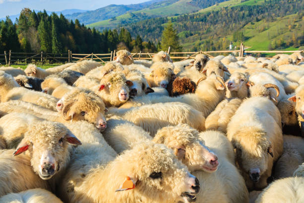 Mountain sheep in holding pen on sunny day, Pieniny Mountains, Poland The Pieniny is a mountain range in the south of Poland and the north of Slovakia. szczawnica stock pictures, royalty-free photos & images