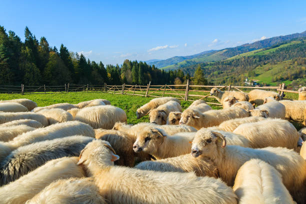 Mountain sheep in holding pen on sunny day, Pieniny Mountains, Poland The Pieniny is a mountain range in the south of Poland and the north of Slovakia. szczawnica stock pictures, royalty-free photos & images