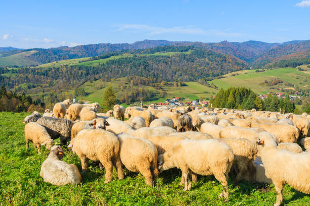 Mountain sheep in holding pen on sunny day, Pieniny Mountains, Poland The Pieniny is a mountain range in the south of Poland and the north of Slovakia. szczawnica stock pictures, royalty-free photos & images