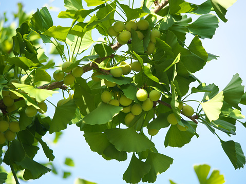 Tokyo,Japan-June 17,2018: Ginkgo nuts have become bigger, but still green and immature.