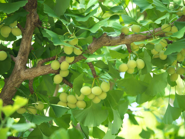 arbre de ginkgo avec des noix de ginkgo - ginkgo ginkgo tree leaf nutritional supplement photos et images de collection