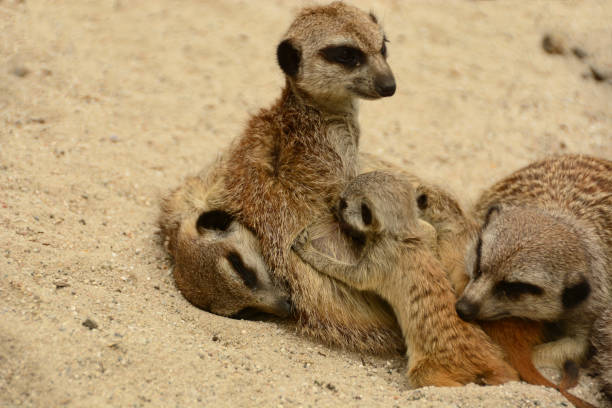 Meerkat ( suricate) living in a Mob: sleeping female animal with a newborn on the nipple.Suricate living in a desert.