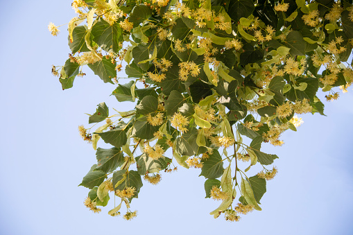 blooming basswood (lime tree) branch with bees against blue sky