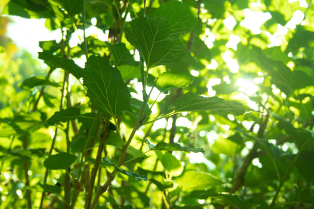 istock Blur photo shoot green leaf tree in nature and light sun sky, bokeh for background 978261552