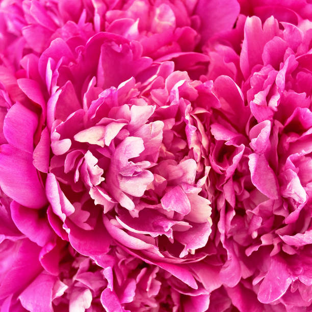 istock The texture of the pion 978261570