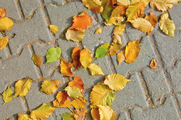 istock Yellow leaves on the sidewalk 978261590