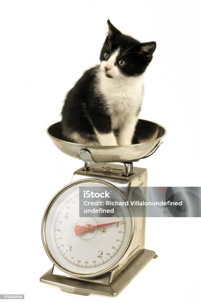 Kitten Placed On A Kitchen Scale Stock Photo - Download Image Now - Kitten,  Domestic Cat, Animal - iStock